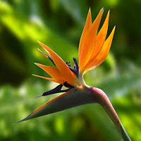 Strelitzia